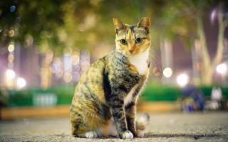 Cat street night bokeh depth - night time free wallpaper