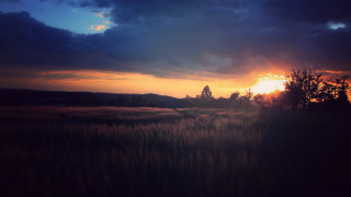 Field sunset clouds tree godrays - godray free wallpaper