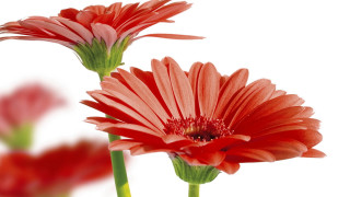 Red flowers vase green wings - two red flower free wallpaper