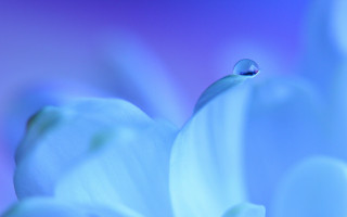 Flower water drop blue background - a drop of water free wallpaper