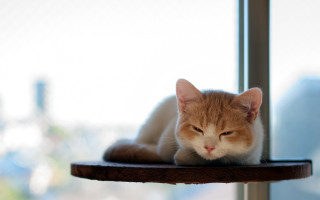 Sad cat table window photorealistic - its eye free wallpaper for desktop