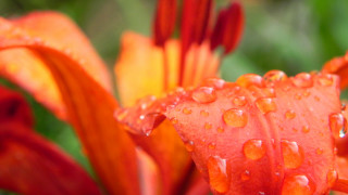 Flower water droplets macro blurry 13 - derek chittock free wallpaper for desktop