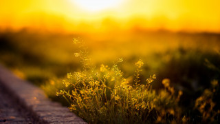 Sunset field road fire embers - a field of grass free wallpaper