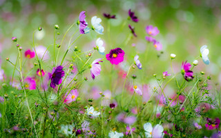 Flower field butterfly daisy garden - cindy wright free wallpaper for desktop