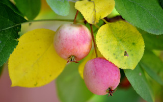 Apple tree fauvism macro fall - fall vibrancy free wallpaper