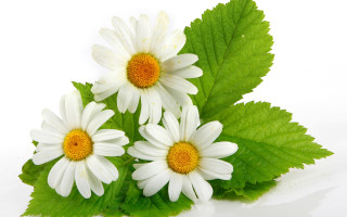 Daisy flower reflection rayonism digital - fanny mcian free wallpaper