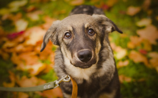 Dog leash grass leaves bokeh - a leash free wallpaper
