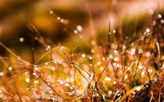 Grass water drops macro bokeh - a close up of a grass free wallpaper