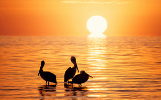 Birds sunset reflection ocean horizon - sunset time free wallpaper