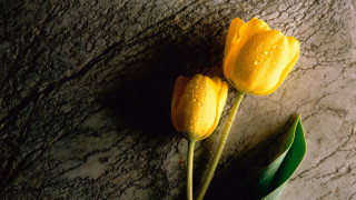 Yellow flowers marble surface water - two yellow flower free wallpaper