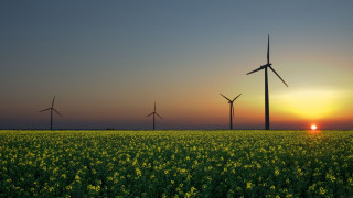 Yellow flowers windmills sunset sky - solarpunk free wallpaper