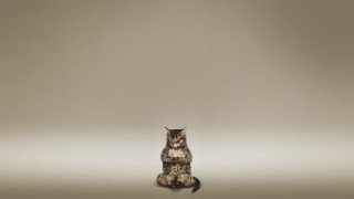 Cat sitting gradient background album - a blurry background behind free wallpaper