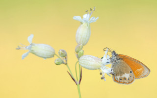 Butterfly flower yellow background artnouveau - a yellow background behind free wallpaper