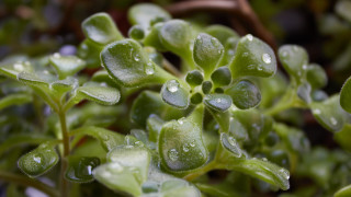 Plant water drops macro bokeh - free nature wallpaper for desktop