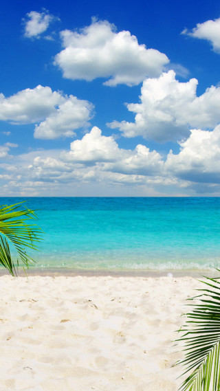 Beach palm tree blue sky 11 - dosso dossi free wallpaper for mobile