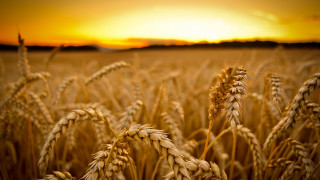 Wheat sunset orange sky fire - heavy grain free wallpaper