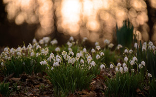 White flower field sunlight nature - sunlight free wallpaper