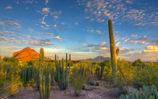 Desert cactus mountains sunset clouds - a desert free wallpaper