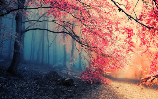 Forest path red leaves mystical - red leaf free wallpaper