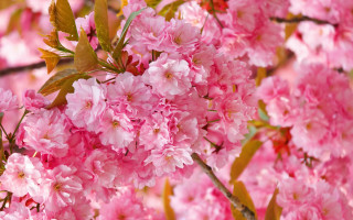 Pink flower tree branch sakura - a close up of a tree free wallpaper