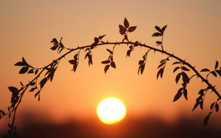 Silhouetted branch leaves sunset foggy - a few leaf free wallpaper