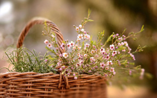 Flower basket outdoor sunlight blurry - the sun light free wallpaper