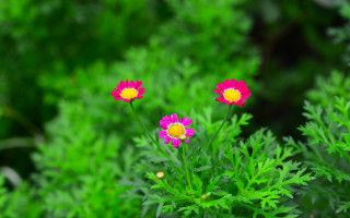 Pink flowers green field bokeh - a couple free wallpaper