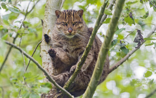 Cat sitting tree branch sad - a tree branch in a forest free wallpaper