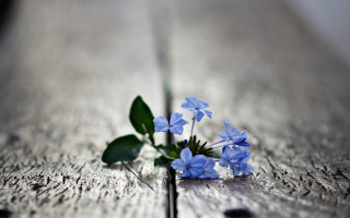 Blue flower on wooden surface - single free wallpaper
