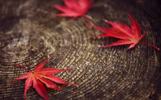 Red leaves stump autumn blurry - autumn free wallpaper for desktop