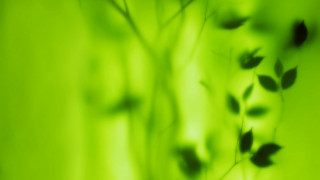 Blurry plant leaves green background 2 - stem free wallpaper for desktop