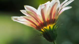 Flower macro backlighting green gradient - a close up of a flower free wallpaper