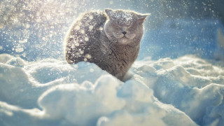Cat snow smile impressionism winter - winter free wallpaper