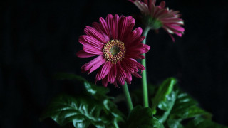 Flower leaf lotus sunflower macro - a green plant in the foreground free wallpaper