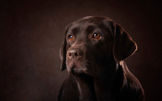 Sad dog portrait dark background - a sad look free wallpaper