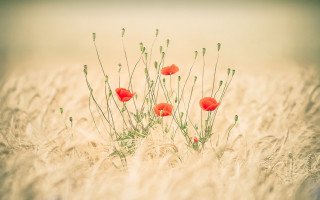 Tall grass red flowers impressionist - center free wallpaper for desktop