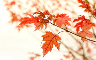 Red leaves autumn macro sunset - red leaf free wallpaper