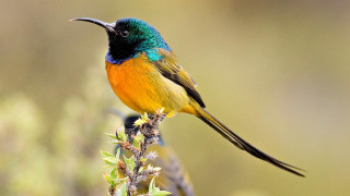 Colorful bird perched branch grass - a colorful bird free wallpaper