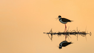 Bird stand water long beak - long leg free wallpaper