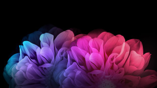 Pink blue purple flowers bouquet - affinity photo free wallpaper