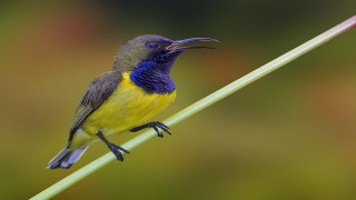 Small bird long beak sword - its mouth open free wallpaper