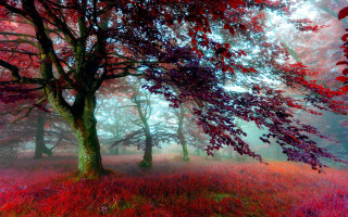 Red forest mystical impressionist autumn - a foggy sky above free wallpaper
