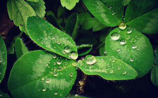 Green leaf water droplets macro 58 - a green leaf free wallpaper