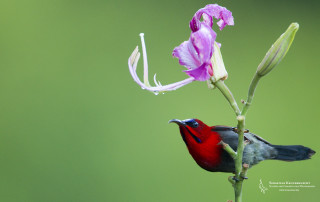 Bird perched flower green background - arie smit free wallpaper