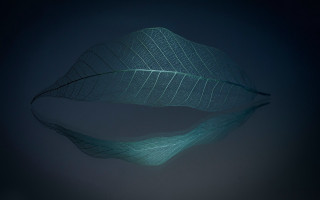 Large leaf wire hologram fiona - fiona stephenson free wallpaper