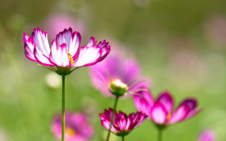 Pink flowers green blurry bokeh - a green background and a blurry background free wallpaper