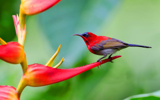 Small bird red flower green - a red flower free wallpaper