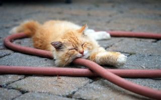 Cat sleeping red hose outdoors - cable wire free wallpaper