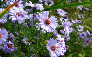 Purple flower field bee bokeh - a bee free wallpaper