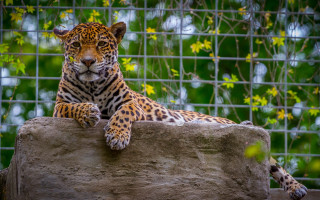Leopard rock fence jungle camouflage - a large leopard free wallpaper